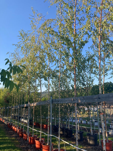 Betula pendula Sandbirke