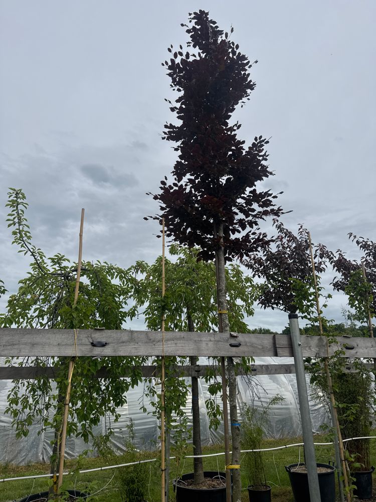 Fagus sylvatica 'Atropunicea' Blutbuche Veredelung