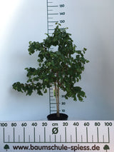Corylus av.'Contorta' Korkenzieherhasel