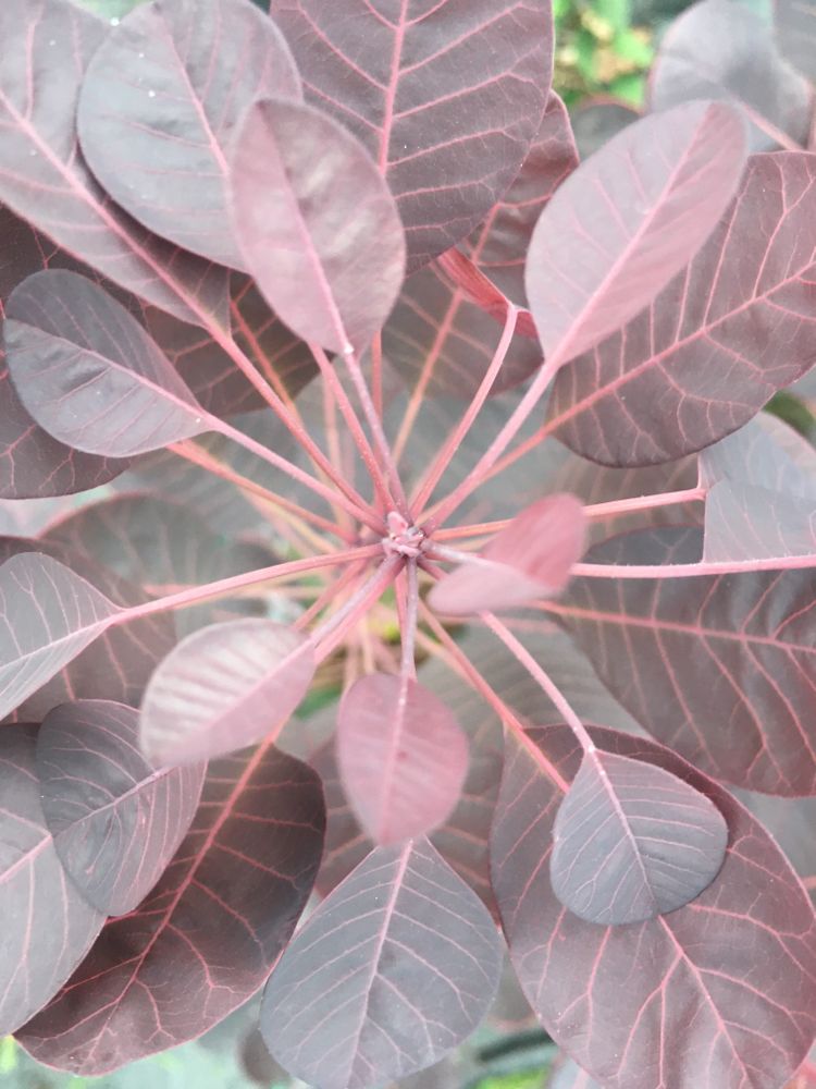Cotinus coggygria 'Royal Purple' Roter Perückenstrauch 'Royal Purple'