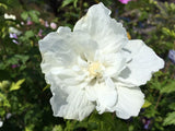 Hibiscus syriacus 'White Chiffon'  -R- Garteneibisch 'White Chiffon'  -R-