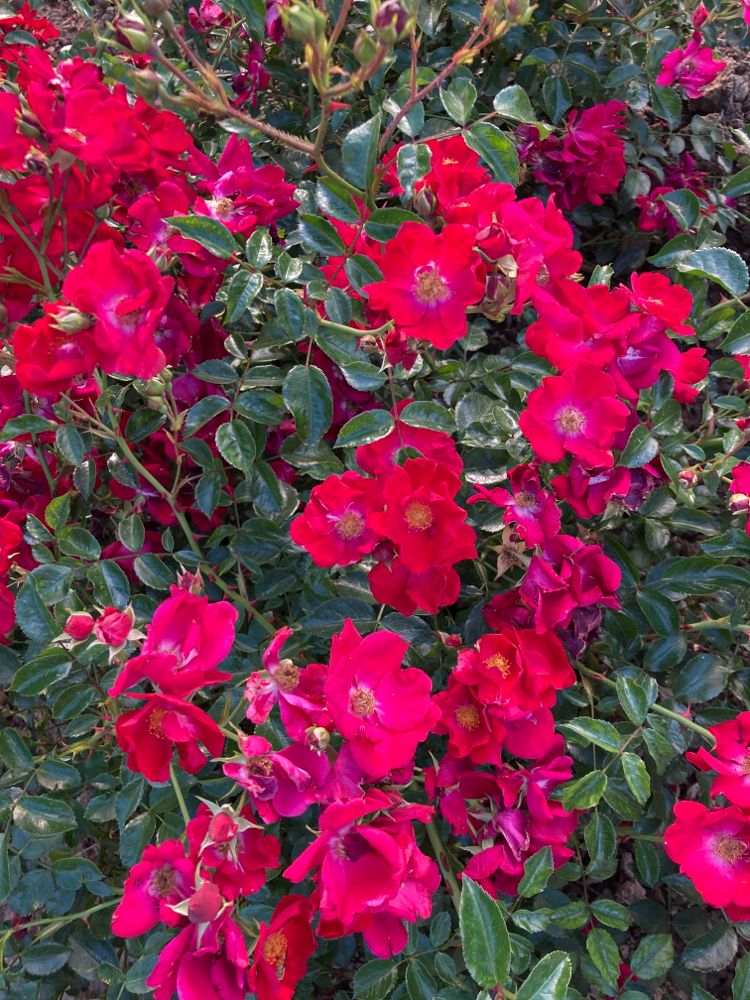 Rosa 'Alcantara'  -R-                  BDR Bodend.Rose 'Alcantara'  -R-