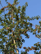 Crataegus monogyna Eingriffeliger Weißdorn
