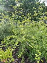 Crataegus monogyna Eingriffeliger Weißdorn