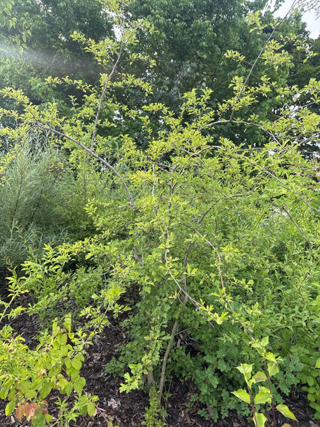 Crataegus monogyna Eingriffeliger Weißdorn