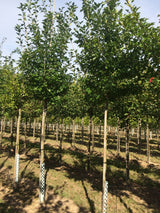 Crataegus mordenensis 'Toba' Kanadischer Rotdorn 'Toba'