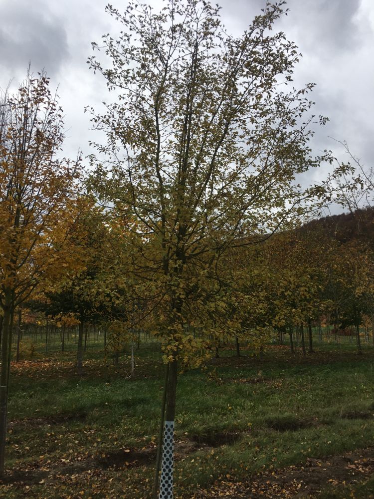 Crataegus mordenensis 'Toba' Kanadischer Rotdorn 'Toba'