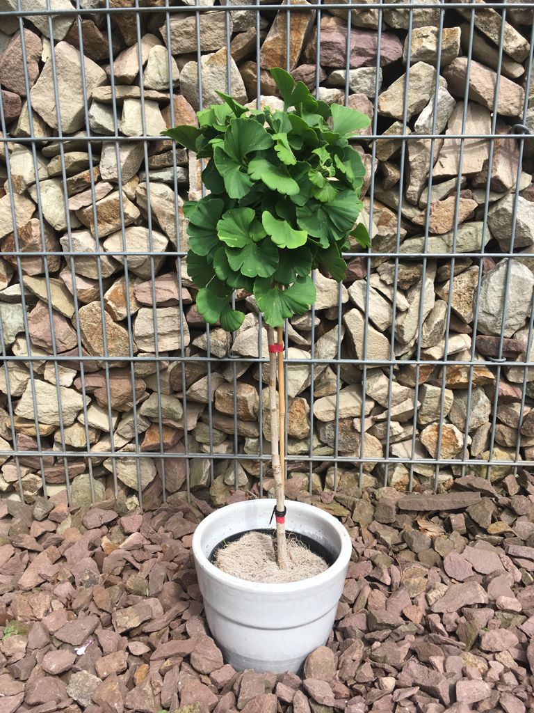 Ginkgo biloba 'Mariken' Fächerblattbaum 'Mariken'
