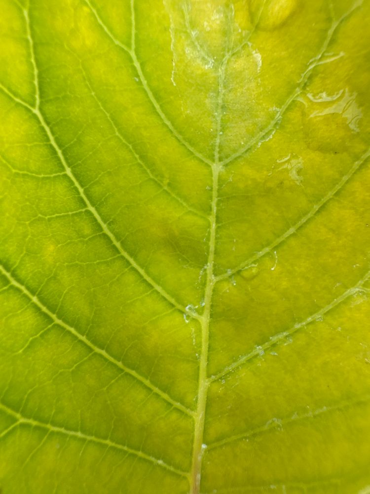 Cotinus coggygria 'Golden Spirit'  -R- Perückenstrauch 'Golden Spirit'  -R-