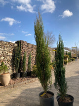 Juniperus scopulorum 'Blue Arrow' Wacholder 'Blue Arrow'