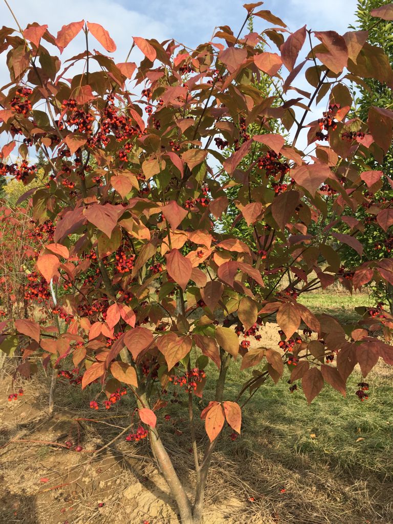 Euonymus planipes Großfr.Pfaffenhütchen