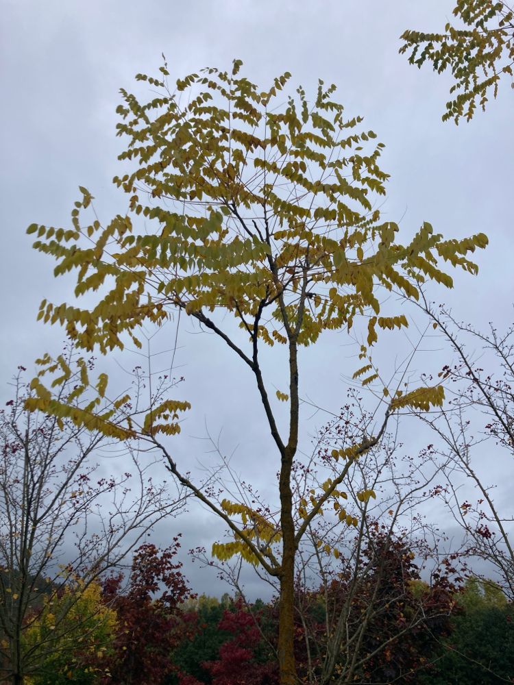 Gymnocladus dioicus Geweihbaum