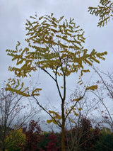 Gymnocladus dioicus Geweihbaum