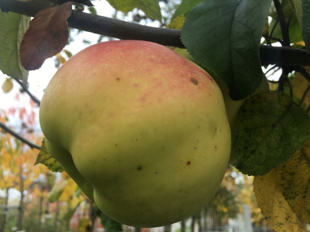 Malus 'Boikenapfel'                    CAC Apfel 'Boikenapfel'