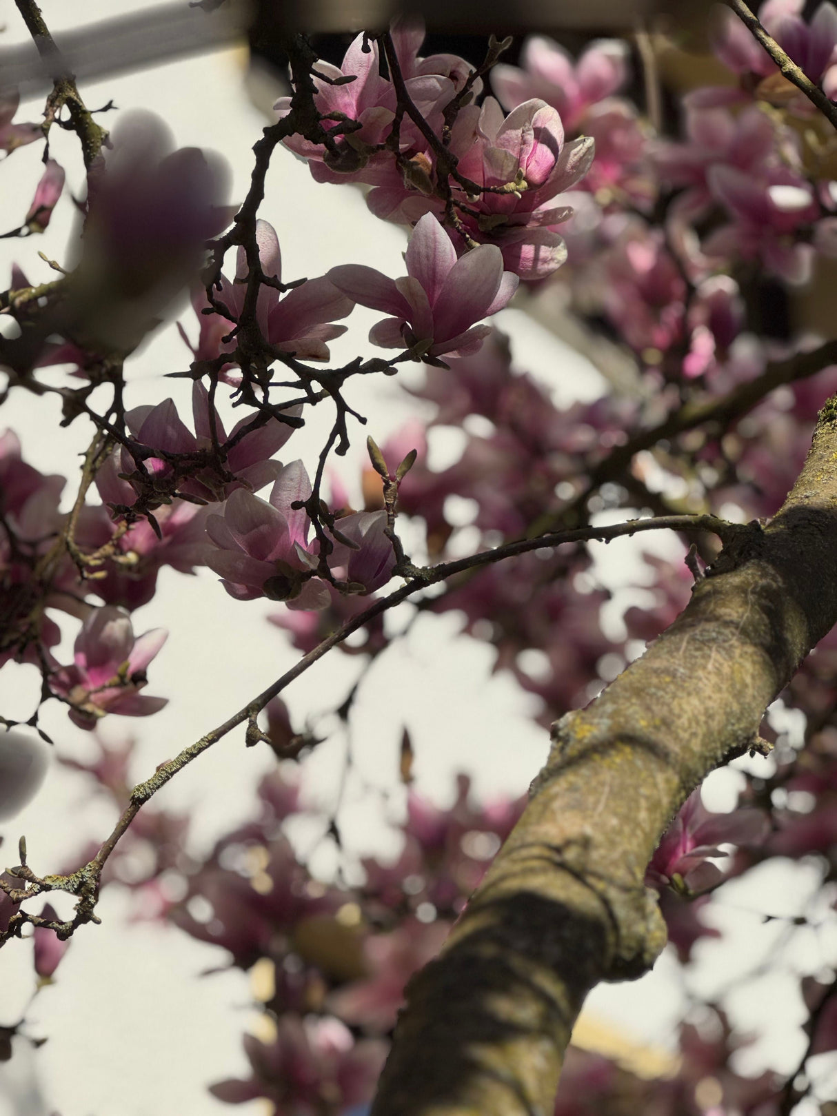 Magnolia soulangeana Tulpenmagnolie