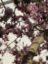 Magnolia soulangeana Tulpenmagnolie