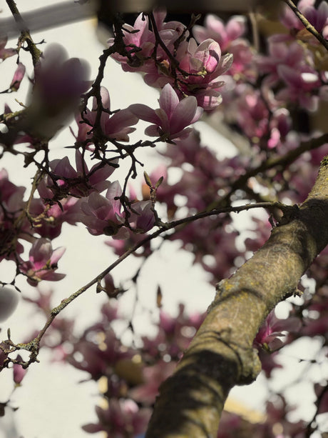 Magnolia soulangeana Tulpenmagnolie