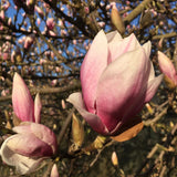 Magnolia soulangeana Tulpenmagnolie