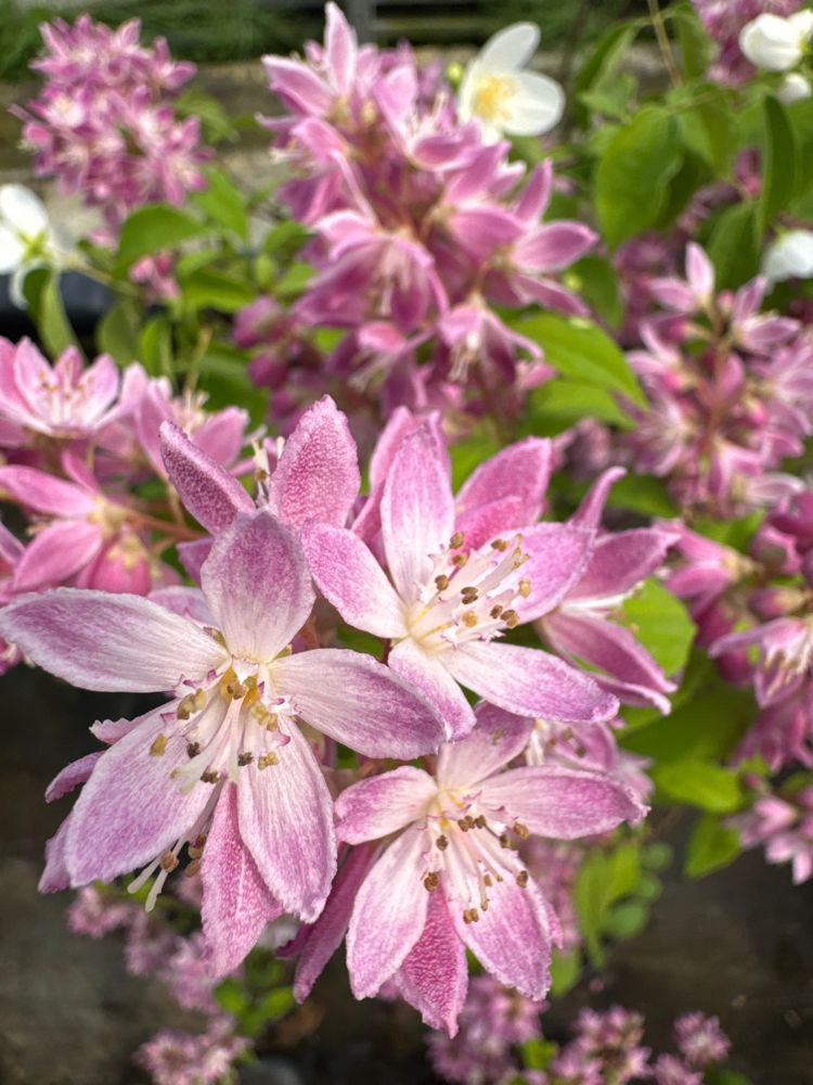Deutzia hybrida 'Strawberry Fields' Sternchenstrauch 'Strawberry Fields'