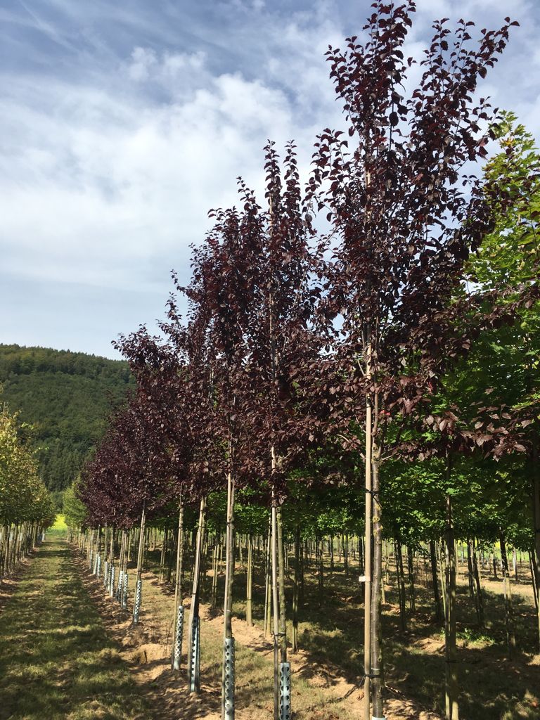 Prunus cerasifera 'Nigra' Blutpflaume