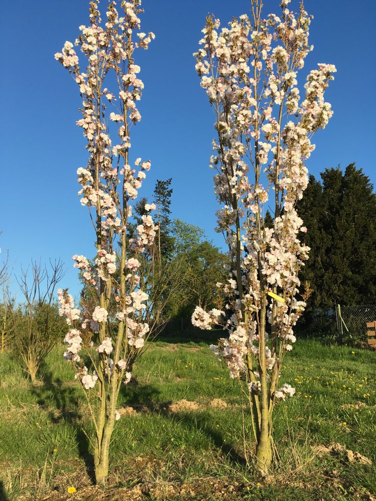 Prunus serrulata 'Amanogawa' Japan.Säulenkirsche