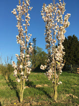 Prunus serrulata 'Amanogawa' Japan.Säulenkirsche