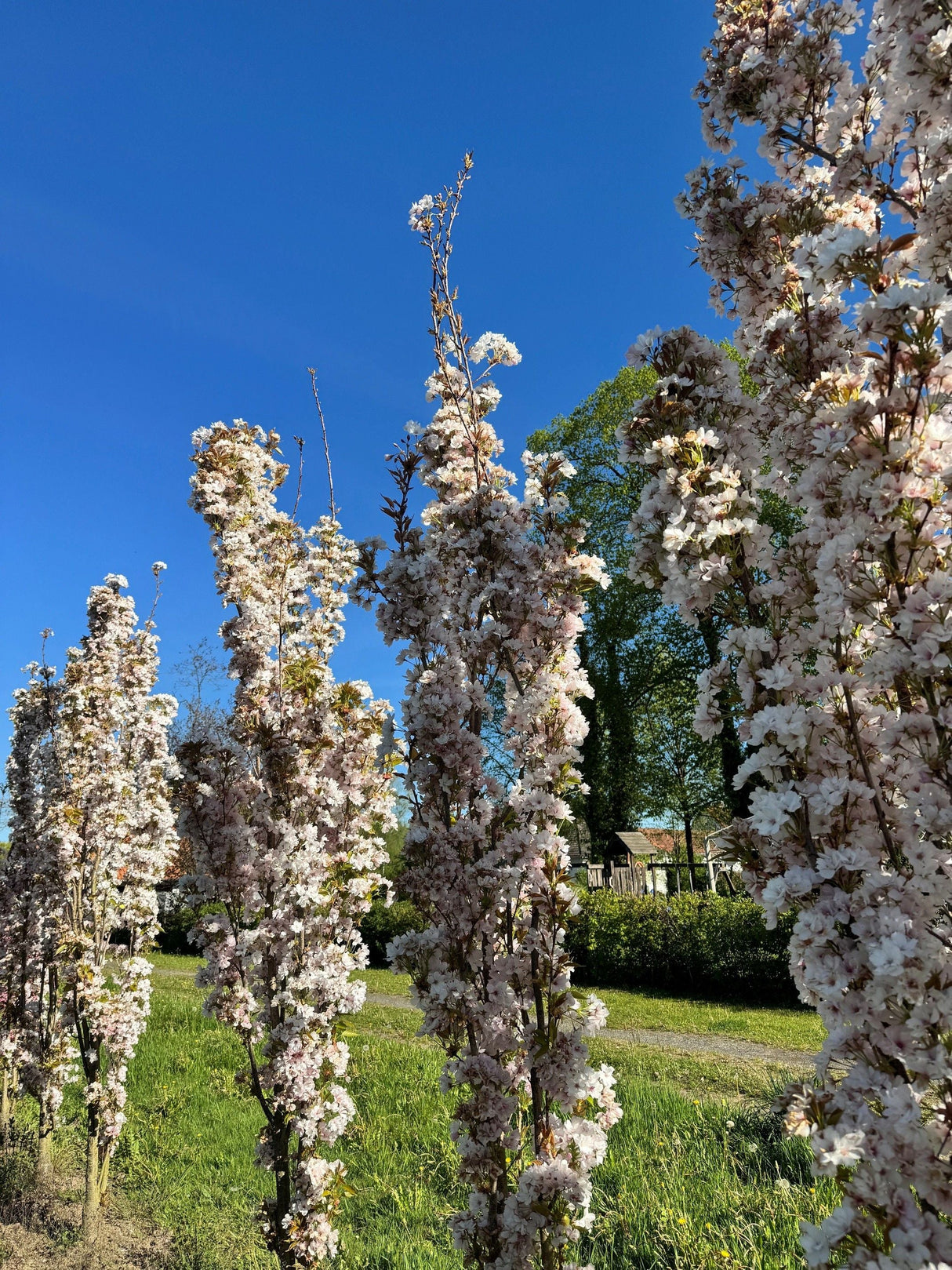 Prunus serrulata 'Amanogawa' Japan.Säulenkirsche