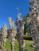 Prunus serrulata 'Amanogawa' Japan.Säulenkirsche