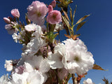 Prunus serrulata 'Amanogawa' Japan.Säulenkirsche