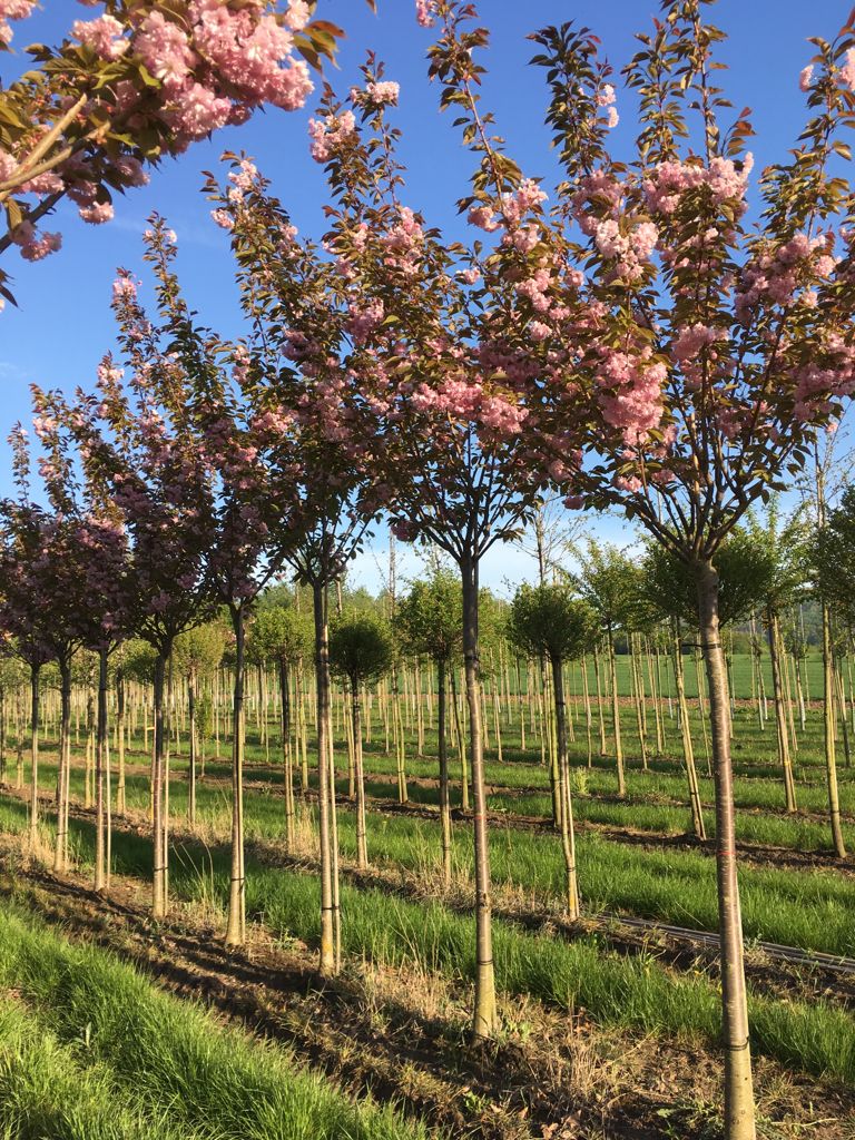 Prunus serrulata 'Kanzan' Japan.Nelkenkirsche 'Kanzan'