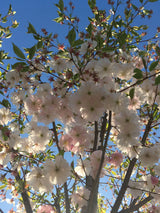 Prunus subhirtella 'Accolade' Frühe Zierkirsche 'Accolade'