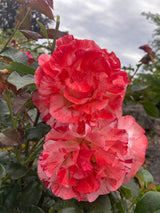 Rosa 'Alfred Sisley'  -R-               BT VII Beetrose 'Alfred Sisley'  -R-