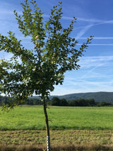 Malus 'Rebella'  -S-                   CAC Apfel 'Rebella'  -S-