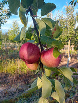 Malus 'Rebella'  -S-                   CAC Apfel 'Rebella'  -S-
