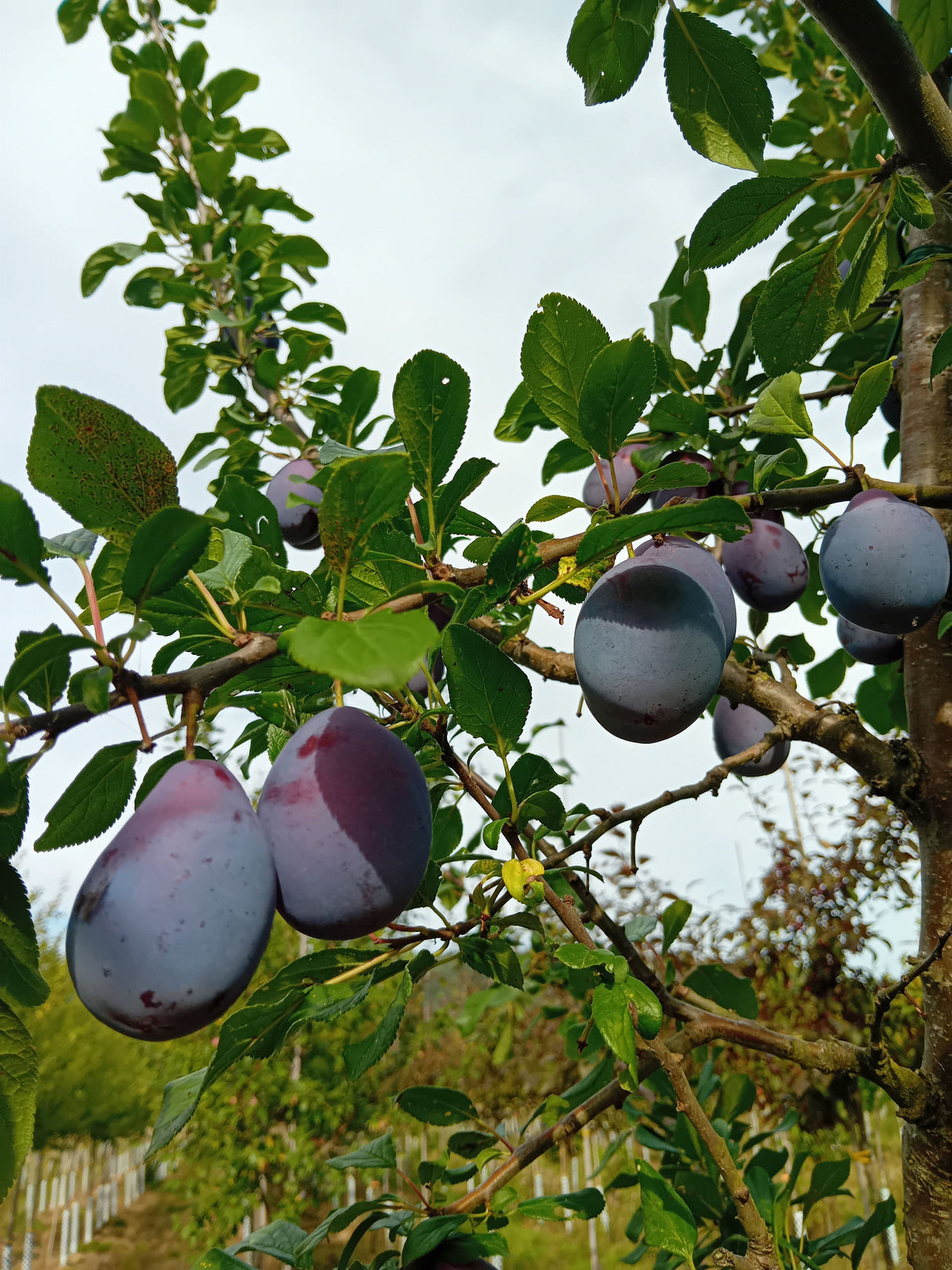 Prunus dom.'Topper'  -S-               CAC Zwetsche 'Topper'  -S-