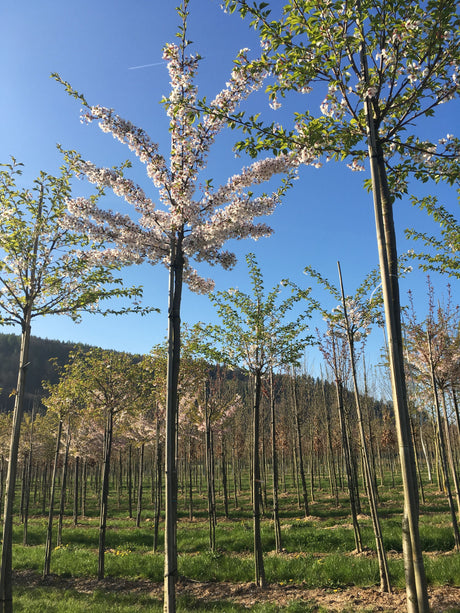 Prunus yedoensis Japan.Maienkirsche