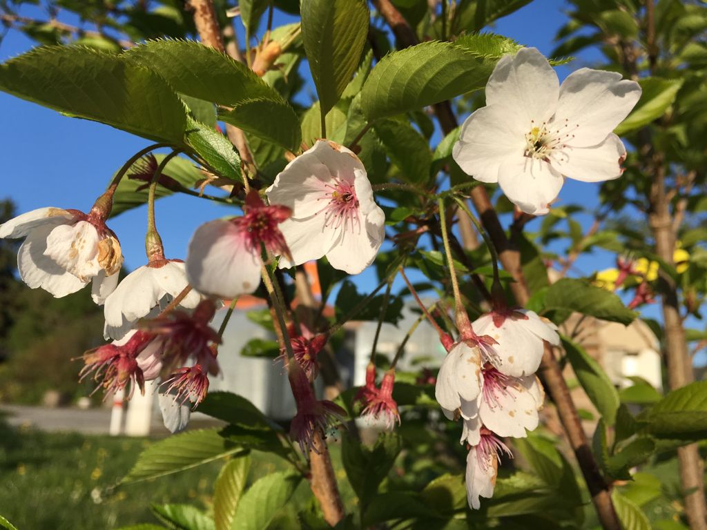Prunus yedoensis Japan.Maienkirsche