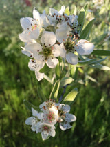 Pyrus salicifolia Weidenblättr.Birne