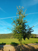 Quercus robur Stieleiche