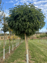 Robinia pseudoac.'Umbraculifera' Kugelakazie