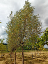 Salix alba Silberweide