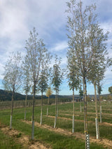 Salix alba Silberweide