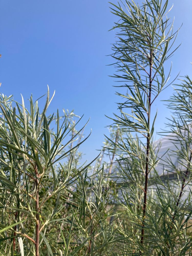 Salix rosmarinifolia Rosmarinweide