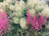 Cotinus coggygria 'Young Lady'  -S- Perückenstrauch 'Young Lady'  -S-