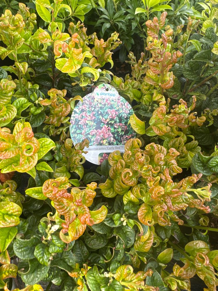 Leucothoe axillaris 'Curly Red'  -R- Lavendelheide 'Curly Red'  -R-