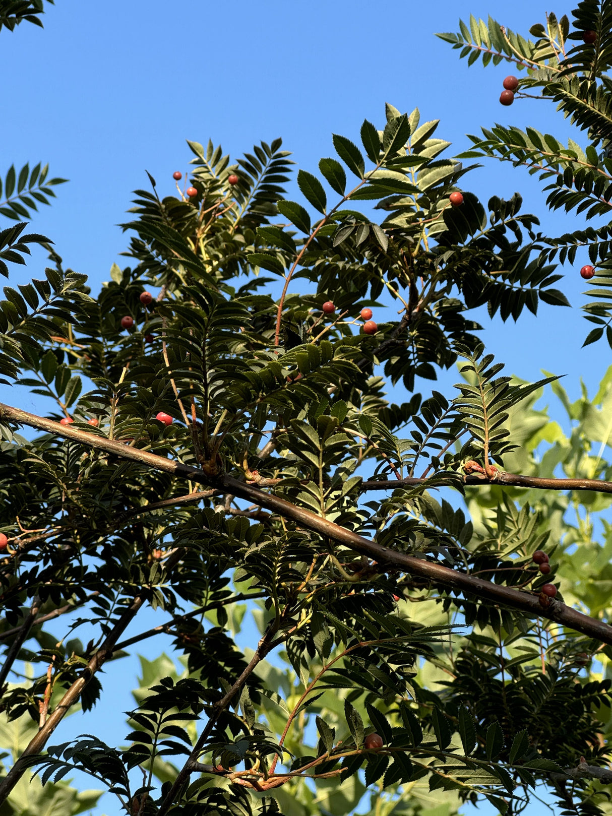 Sorbus arnoldiana 'Kirsten Pink' Eberesche 'Kirsten Pink'