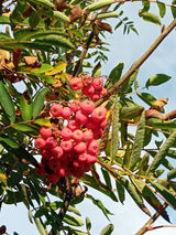 Sorbus aucuparia 'Edulis' Eßbare Eberesche