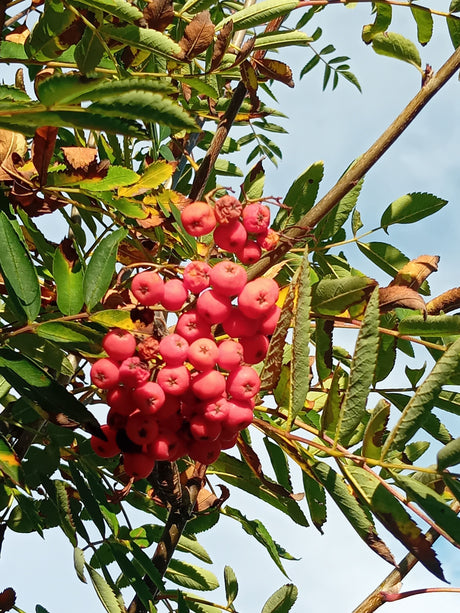 Sorbus aucuparia 'Edulis' Eßbare Eberesche