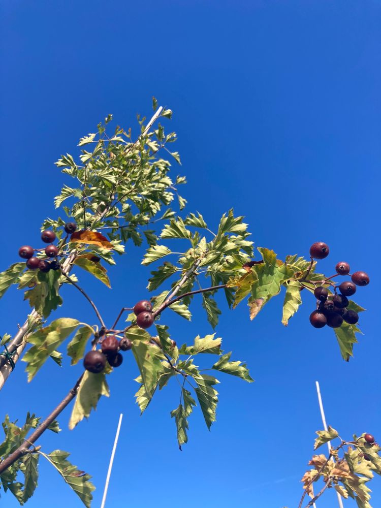 Sorbus torminalis Elsbeere