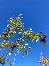 Sorbus torminalis Elsbeere